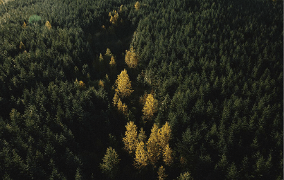 森林の保護
